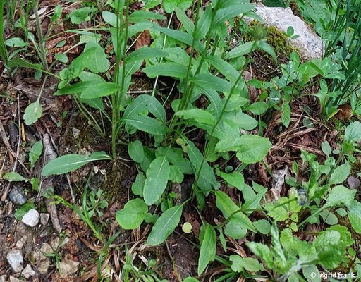 15.05.2026; Trentino, Valsugana