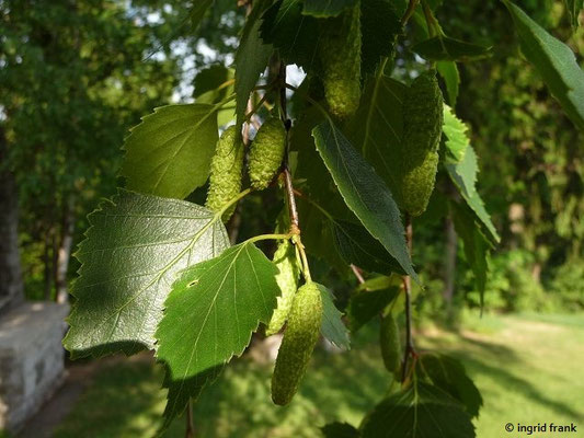 Platz 27: Hänge-Birke / Betula pendula    (nachgewiesen in 1126 der 1161 Kartierquadranten)