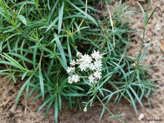Gypsophila fastigiata / Ebensträußiges Gipskraut  VI-IX  (02.07.2023; Botanischer Garten Universität Heidelberg)