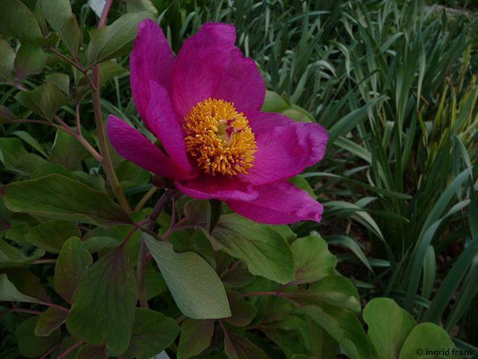 Paeonia daurica / Krim-Pfingstrose (27.04.2015; Botanischer Garten Ulm)
