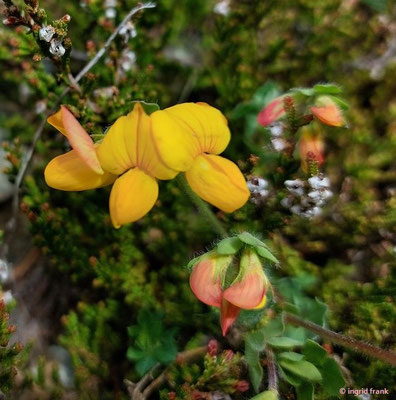 Lotus corniculatus ssp. alpinus / Alpen-Hornklee