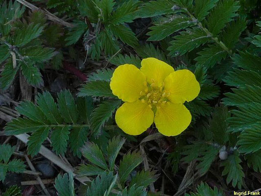 Potentilla anserina / Gänse-Fingerkraut