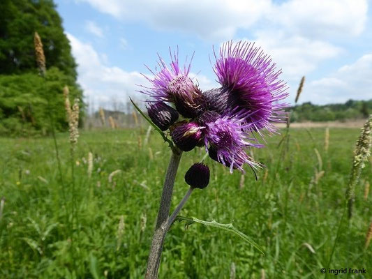 Cirsium spec. (250 Arten)