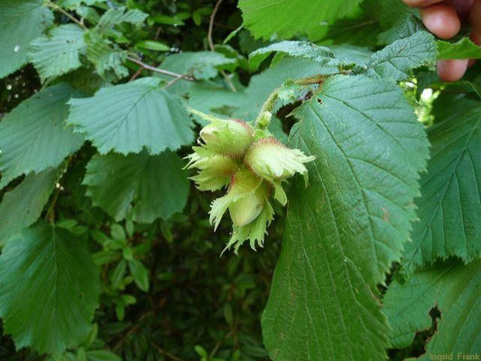 09.06.2011-Corylus avellana - Gewöhnliche Hasel, Haselnuss