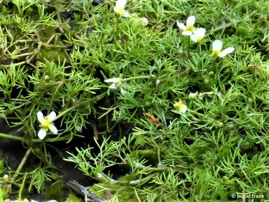 Ranunculus circinatus / Spreizender Wasserhahnenfuß    V-VIII
