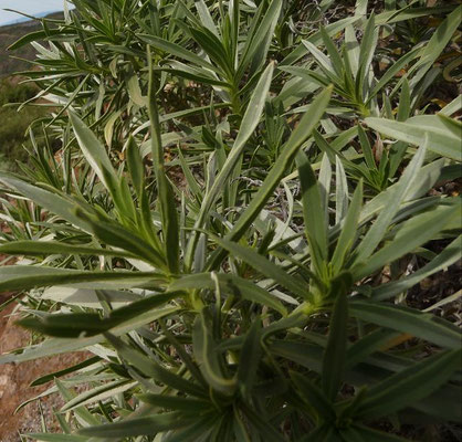 Echium aculeatum / Stachelfrüchtiger Natternkopf