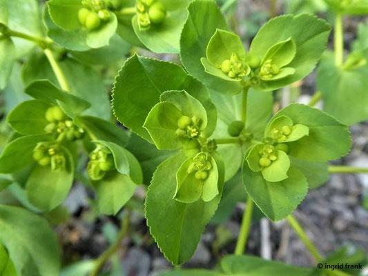 Euphorbia helioscopia - Sonnenwend-Wolfsmilch    VI-IX