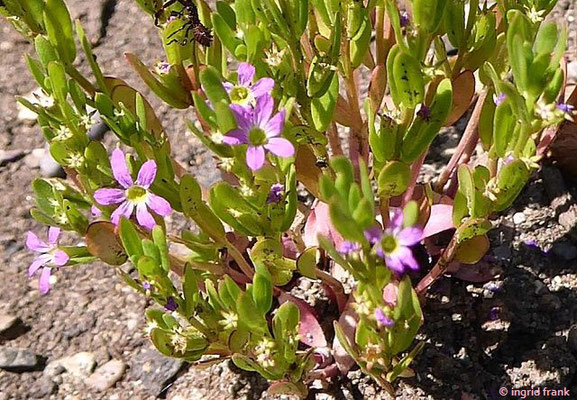 Lythrum hyssopifolia / Ysopblättriger Weiderich  (22.06.2022; Botanischer Garten der Universität Konstanz)