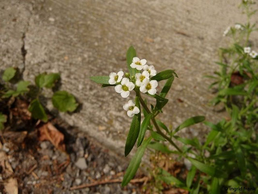 Lobularia maritima / Strandkresse