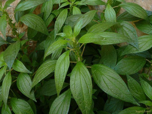 Parietaria officinalis / Aufrechtes Glaskraut