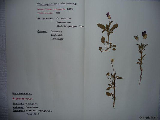 Viola tricolor / Wildes Stiefmütterchen    IV-IX