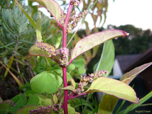 Chenopodium polyspermum / Vielsamiger Gänsefuß    VII-IX
