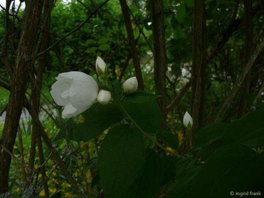 Philadelphus coronarius / Großer Pfeifenstrauch, Falscher Jasmin 