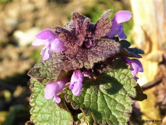 Lamium purpureum / Purpurrote Taubnessel; Neophyt in Nordamerika