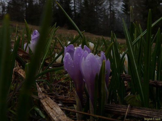 Crocus spec. (80 Arten)