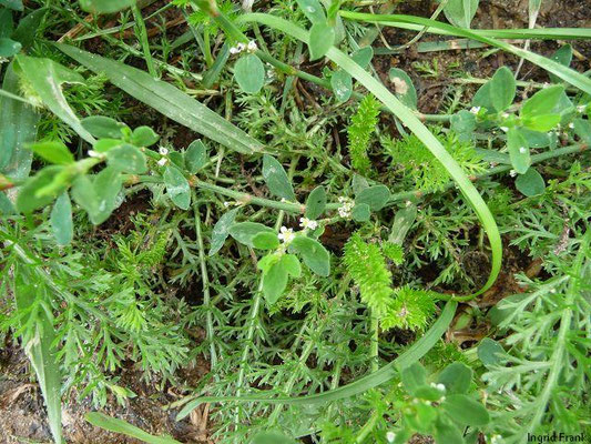 Polygonum spec. (60 Arten)