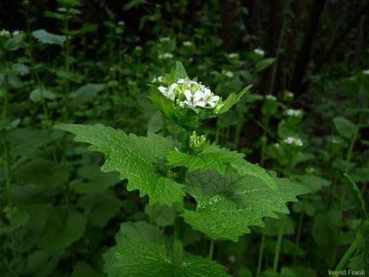 Platz 30: Knoblauchsrauke / Alliaria petioata     (nachgewiesen in 1121 der 1161 Kartierquadranten)