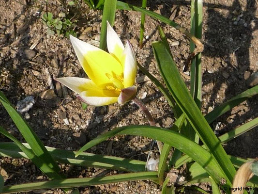 Tulipa sylvestris (150 Arten)