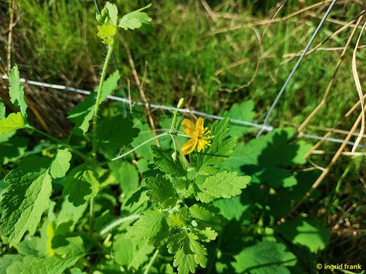 Chelidonium majus / Schöllkraut  (15.08.2023; NSG Sandhausener Düne, Pferdstrieb)