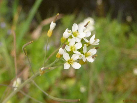 Arabidopsis spec. (11 Arten)