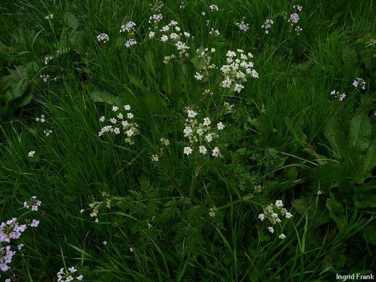 Anthriscus sylvestris / Wiesen-Kerbel    V-VIII