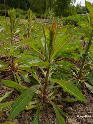 Lactuca virosa / Gift-Lattich (05.05.2014; Botanischer Garten Berlin)