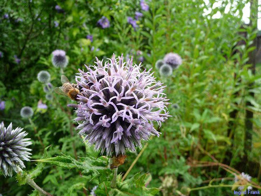 Echinops sphaerocephalus / Drüsige Kugeldistel    VI-VIII