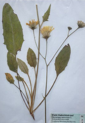 Hieracium murorum / Wald-Habichtskraut   (10/2008; Bickensohl, Kaiserstuhl)  (Herbarium Dr. Wolf v. Thun)