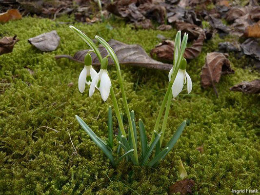 25.02.2010-Galanthus nivalis - Kleines Schneeglöckchen