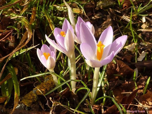 Crocus tommasinianus / Tommasiniani-Krokus