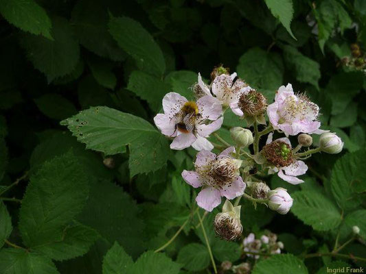 20.06.2011-Rubus fruticosus - Brombeere