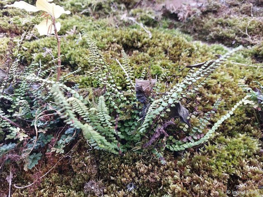 Assplenium trichomanes / Braunstieliger Streifenfarn (15.09.2025; Rotweinwanderweg zwischen Dernau und Ahrweiler)