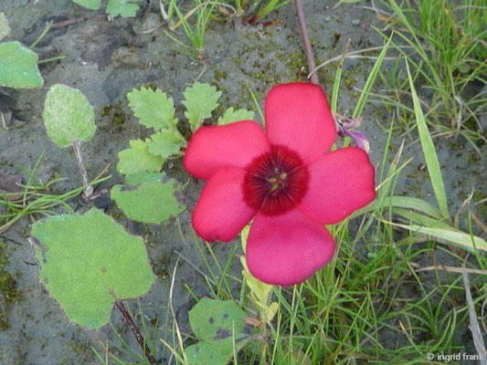 Linum grandiflorum / Roter Lein, Pracht-Lein