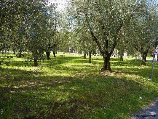 Olea europaea / Ölbaum    (30.04.2019; Italien, Toskana, bei Lucca)