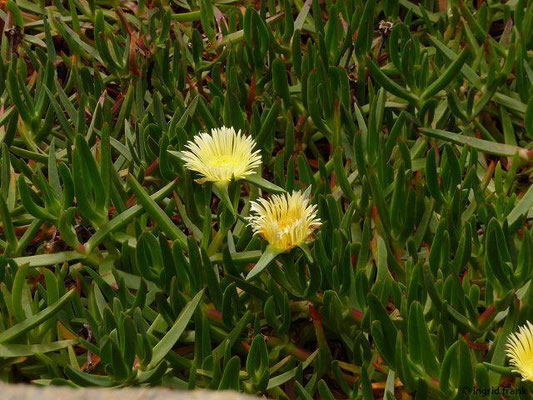 Carpobrotus edulis / Gelbe Mittagsblume