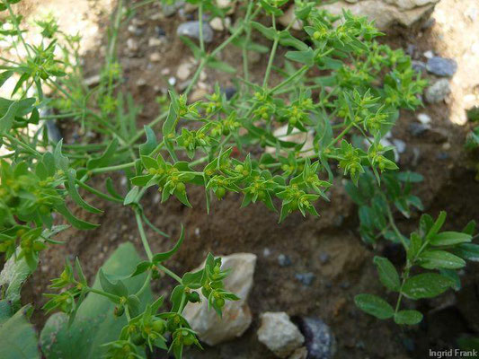 Euphorbia exigua / Kleine Wolfsmilch   (10.07.2011; nordöstlich von Stockach)