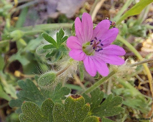 Geranium molle / Weicher Storchschnabel
