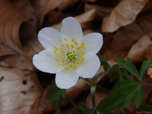 30.03.2011-Anemone nemorosa - Busch-Windröschen