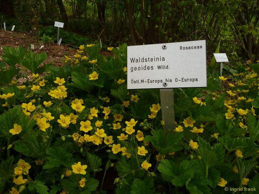 Waldsteinia geoides / Gelapptblättrige Waldsteinie  (27.04.2015; Botanischer Garten Ulm)
