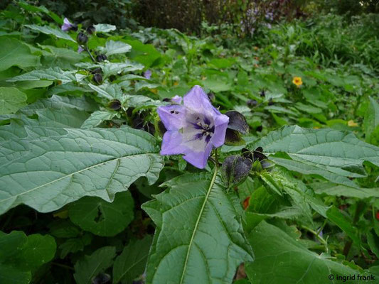 GIFTIG:  Giftbeere / Nicandra physalodes    (11.10.2015; Kurpark Bad Krozingen)