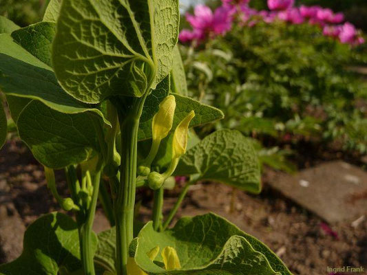 Aristolochia clematitis / Osterluzei
