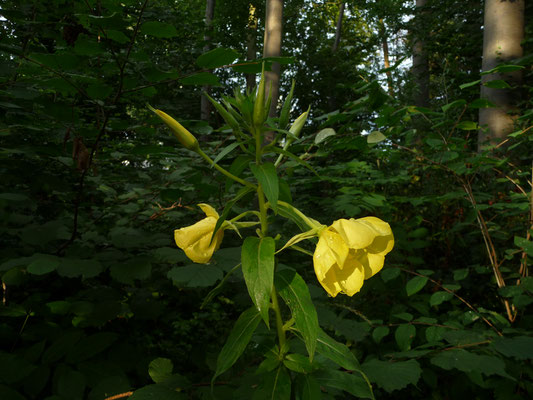 Oenothera spec. / Nachtkerze-Arten