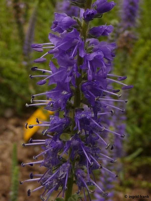 Veronica spicata / Ähren-Blauweiderich