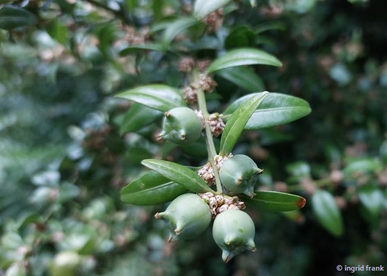 Buxux sempervirens / Buchsbaum