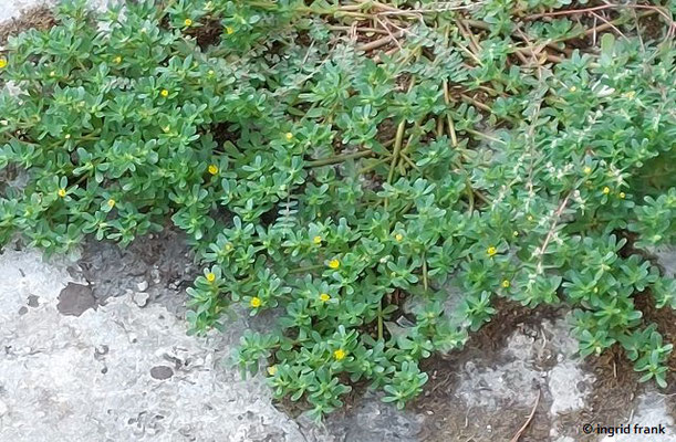 Portulaca oleracea / Gemüse-Portulak  (27.08.2024; Rom, Forum Romanum)