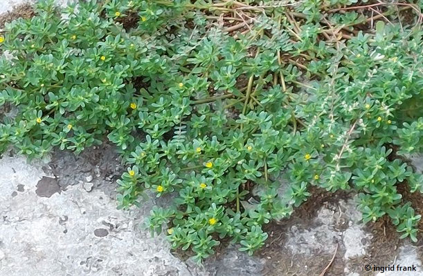 Portulaca oleracea / Gemüse-Portulak  (27.08.2024; Rom, Forum Romanum)