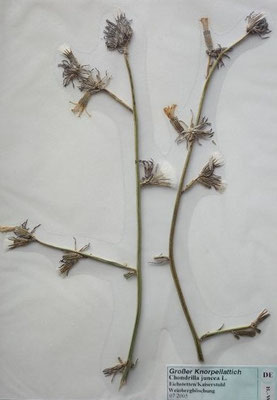 Chondrilla juncea / Großer Knorpellattich    VII-IX    (Herbarium Dr. Wolf von Thun)