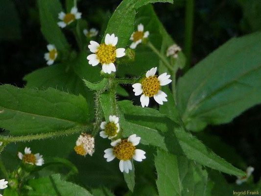 27.06.2011-Galinsoga ciliata - Behaartes Franzosenkraut, Behaartes Knopfkraut