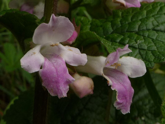 Melittis melissophyllum / Immenblatt