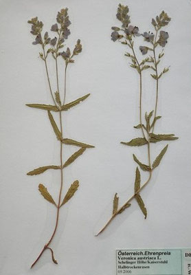 Veronica austriaca / Österreichischer Ehrenpreis     V-VI     (Herbarium Dr. Wolf von Thun)